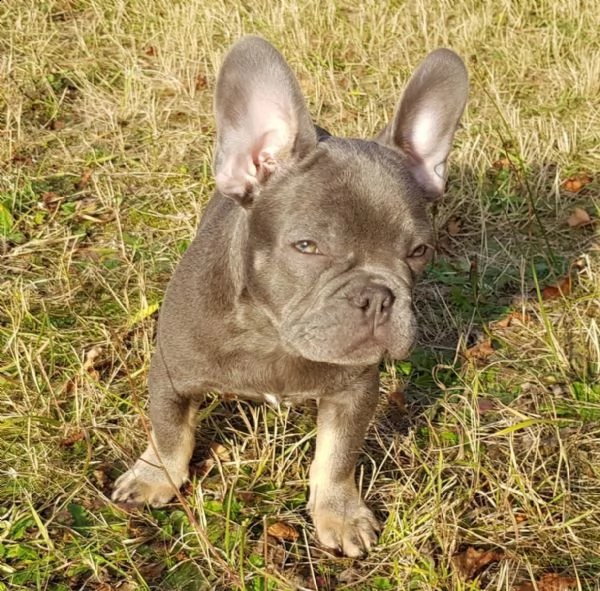 disponibili cuccioli di bulldog francese | Foto 4