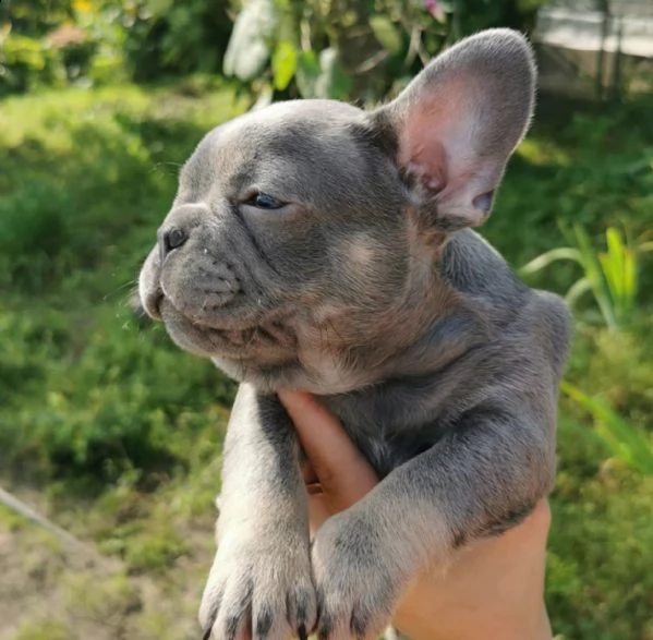 disponibili cuccioli di bulldog francese | Foto 3