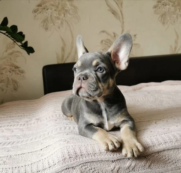 disponibili cuccioli di bulldog francese | Foto 2