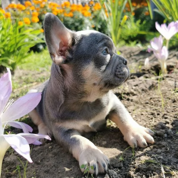 disponibili cuccioli di bulldog francese | Foto 1