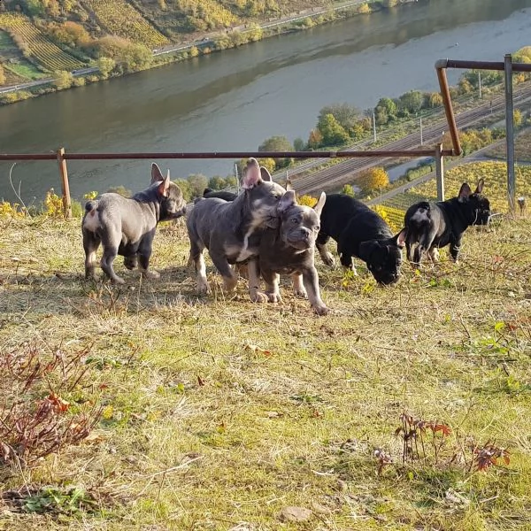 disponibili cuccioli di bulldog francese