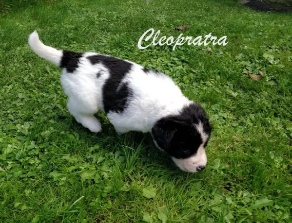 dispoinibile meravigliosadi landseer  | Foto 3