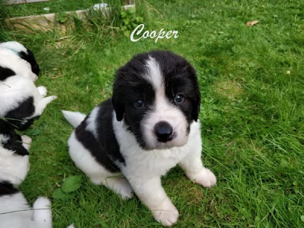 dispoinibile meravigliosadi landseer  | Foto 2