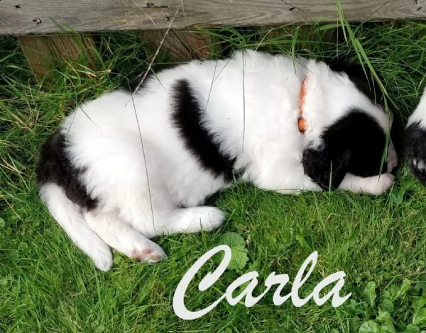 dispoinibile meravigliosadi landseer  | Foto 1