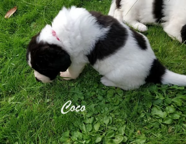 dispoinibile meravigliosadi landseer  | Foto 0