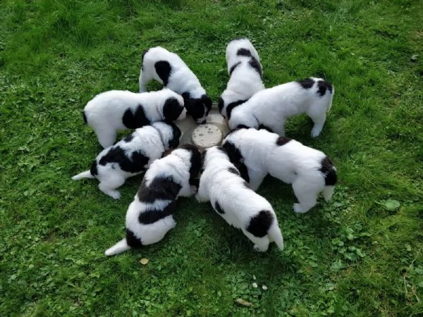 dispoinibile meravigliosadi landseer 