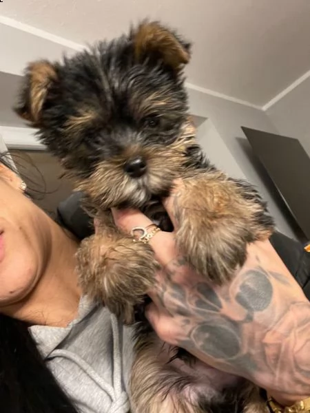 cuccioli maschi e femmina yorkshire terrier con pedigree | Foto 6