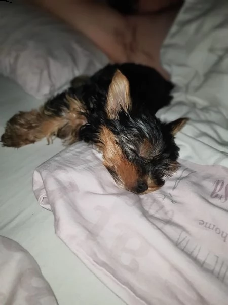 cuccioli maschi e femmina yorkshire terrier con pedigree | Foto 5