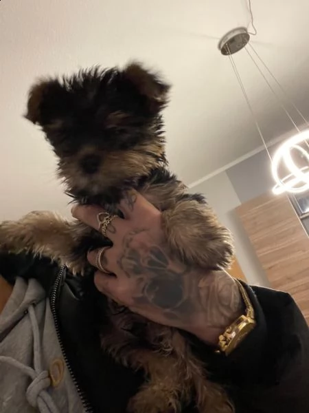 cuccioli maschi e femmina yorkshire terrier con pedigree | Foto 4