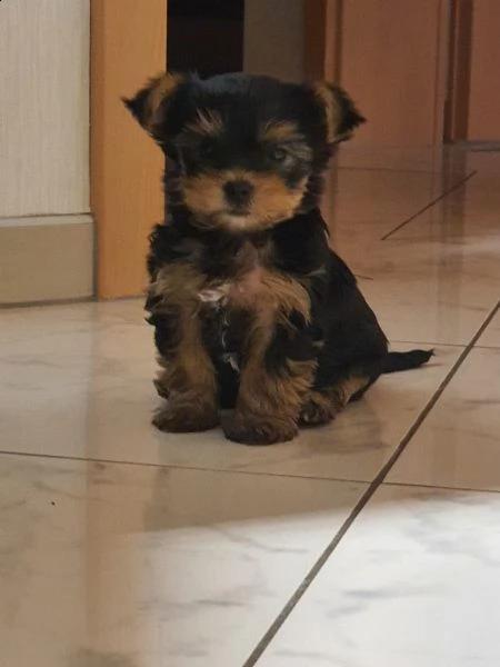 cuccioli maschi e femmina yorkshire terrier con pedigree | Foto 3