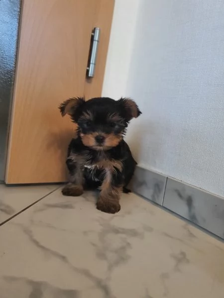 cuccioli maschi e femmina yorkshire terrier con pedigree | Foto 2