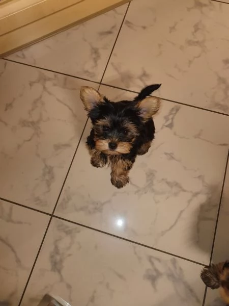 cuccioli maschi e femmina yorkshire terrier con pedigree