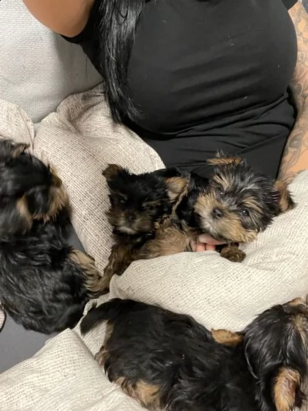 cuccioli maschi e femmina yorkshire terrier con pedigree | Foto 1