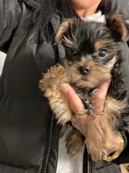 cuccioli maschi e femmina yorkshire terrier con pedigree | Foto 0