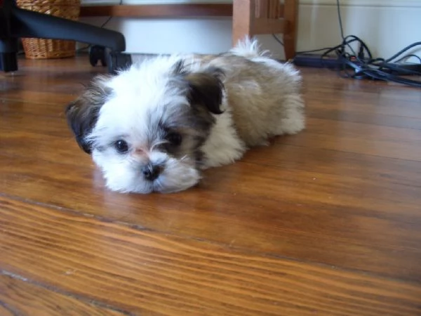 cuccioli di shih tzu con pedigree enci | Foto 0