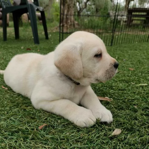 vendita splendidi cuccioli di labrador retriver con pedigree