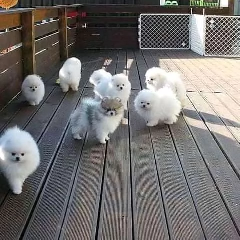 bellissimi cuccioli di pomerania