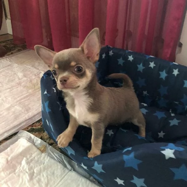 schöne chihuahua-welpen