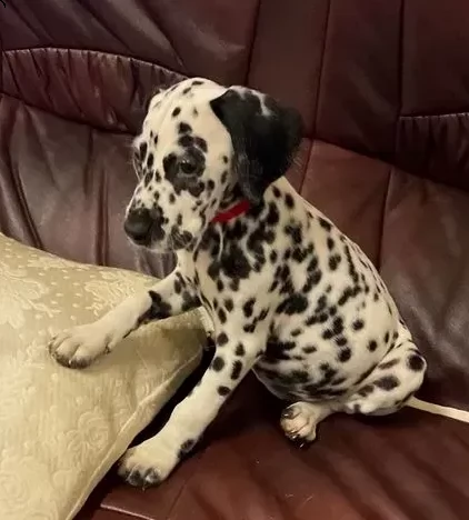 disponibile due cuccioli dalmata | Foto 0