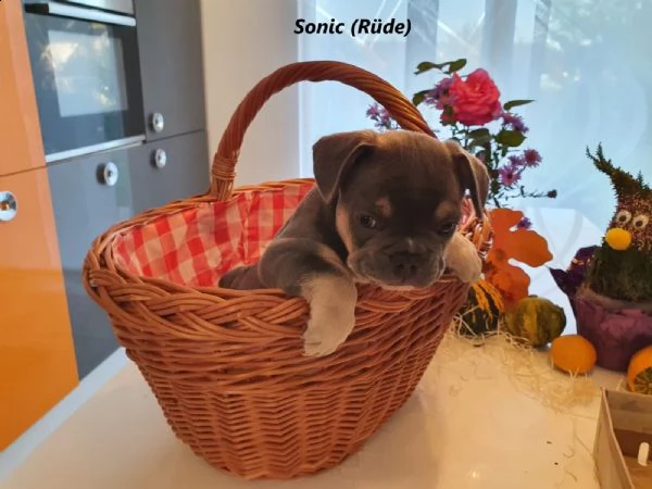 cuccioli bulldog francese pedigree enci | Foto 4