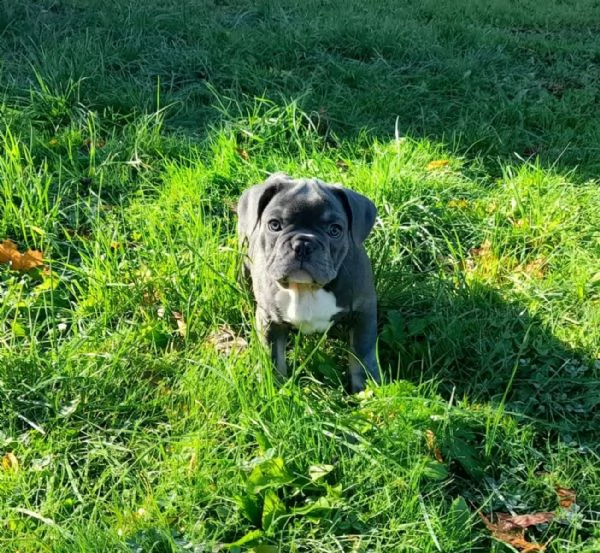 cuccioli bulldog francese pedigree enci | Foto 1