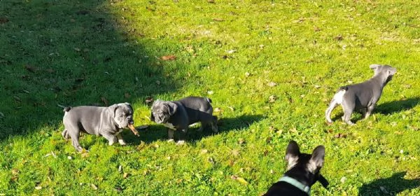 cuccioli bulldog francese pedigree enci