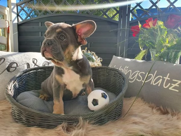 cuccioli bulldog francese pedigree enci | Foto 0