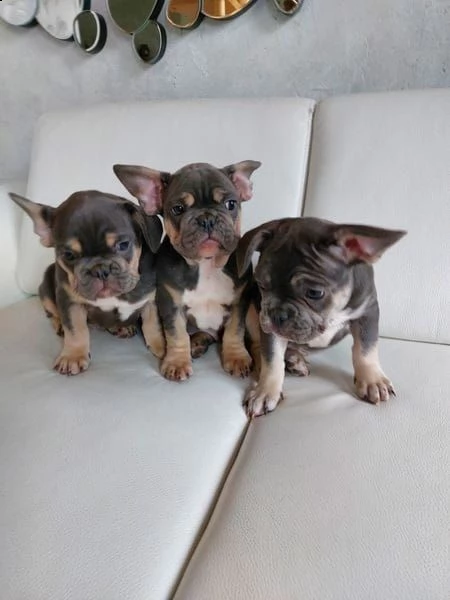 bulldog bouledogue francese con pedigree
