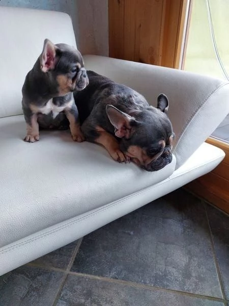 bulldog bouledogue francese con pedigree | Foto 5