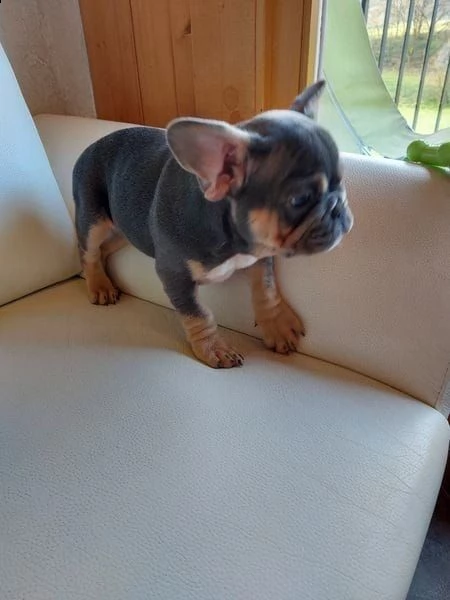 bulldog bouledogue francese con pedigree | Foto 4