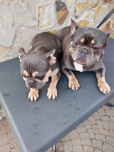 bulldog bouledogue francese con pedigree | Foto 3