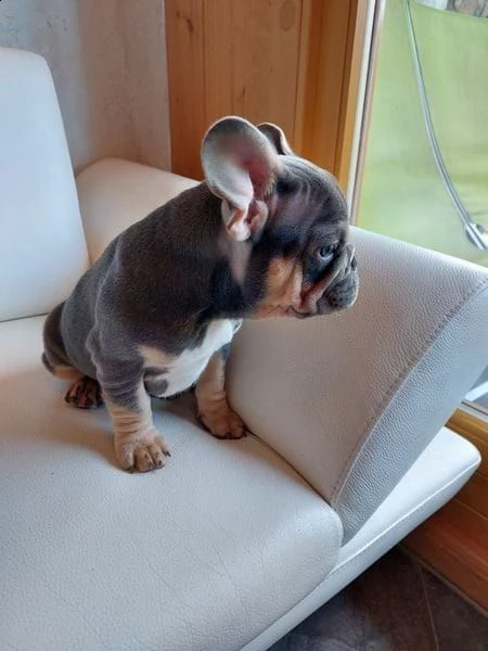 bulldog bouledogue francese con pedigree | Foto 2