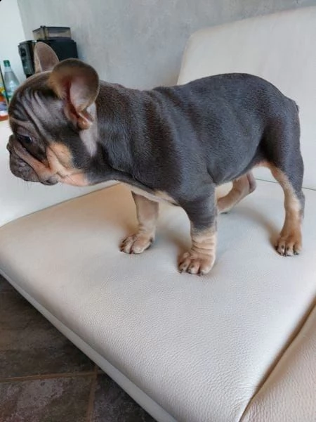 bulldog bouledogue francese con pedigree | Foto 1