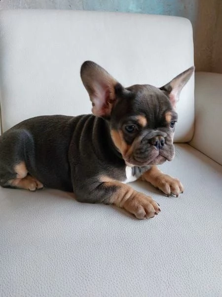 bulldog bouledogue francese con pedigree | Foto 0