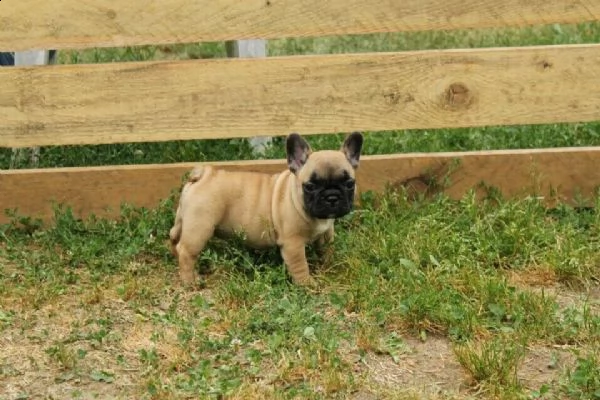 allevamento luxury iron county -enci- cuccioli bulldog francese  | Foto 0