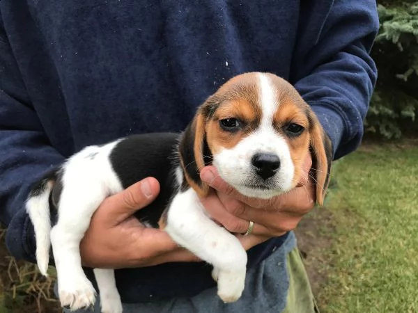 regalo cucciolo cucciolo di beagle tenerissimi intrigantissimi e buonissimi di 70 giorni sia maschi 
