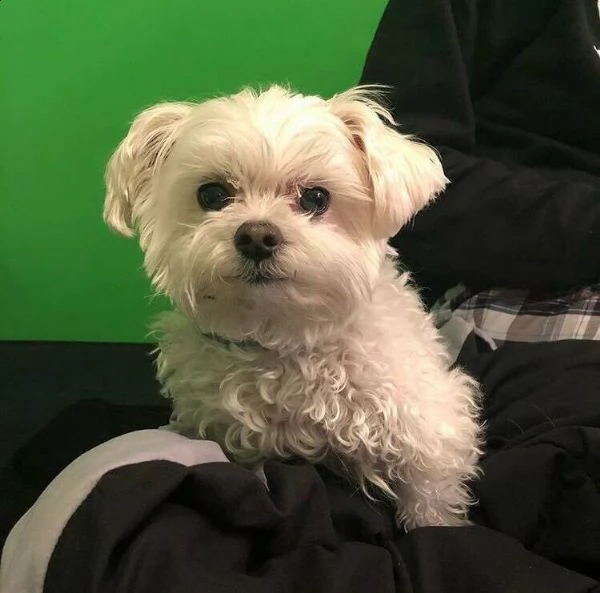 cuccioli di maltese toy