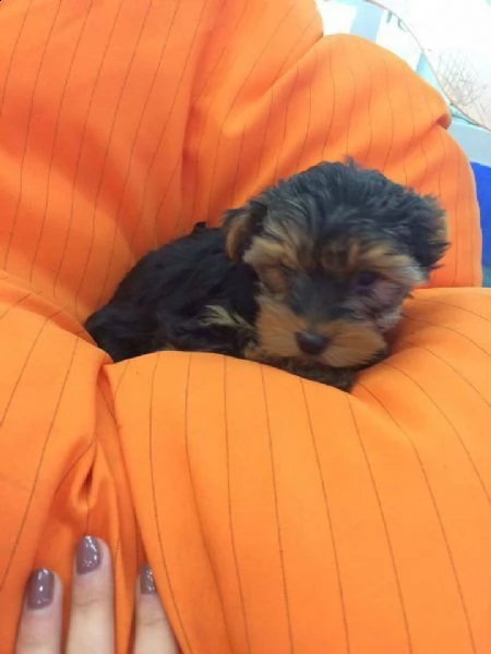 cuccioli di yorkshire mini toy