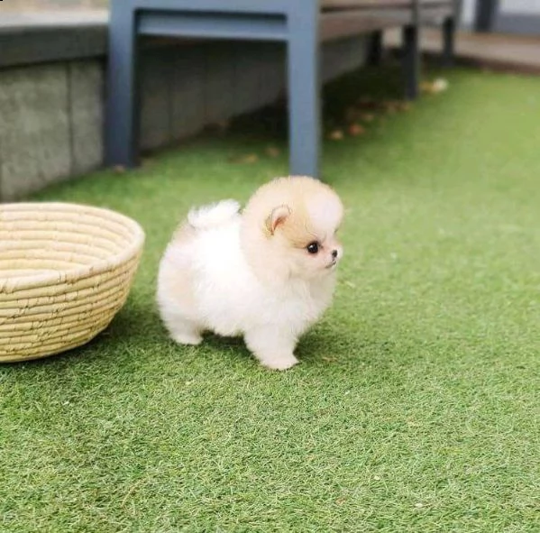 cucciolo di spitz nano di pomerania