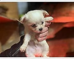 cucciolo di chiwawa e spitz mini toy interessanti 