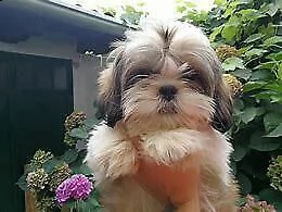 cucciolo di shitzu mini toy
