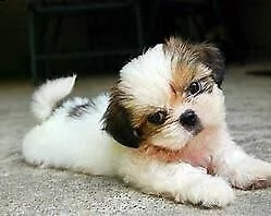 cediamo cucciolo di shitzu mini toy 