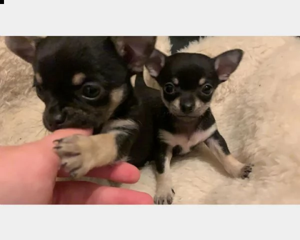 cuccioli chihuahua toy maschi e femmine