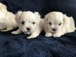 disponibilità di cuccioli maltese toy maschi e femmine