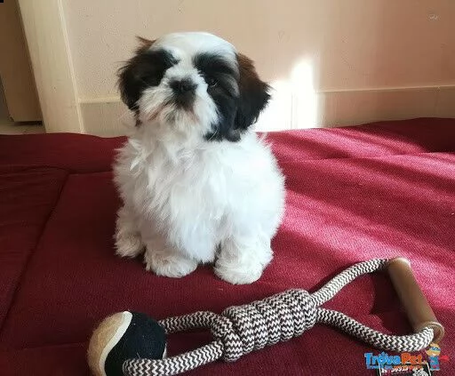 abbiamo a disposizione dei felicissimi cucciolini di shitzu,