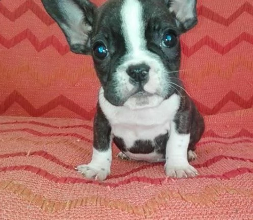 abbiamo a disposizione dei valorosi cucciolini di bulldog francese