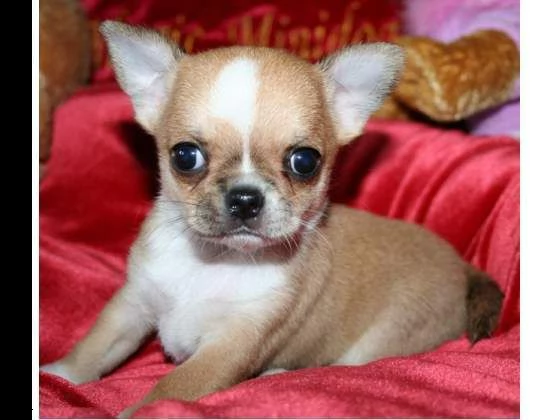 cuccioletti di chihuahua toy