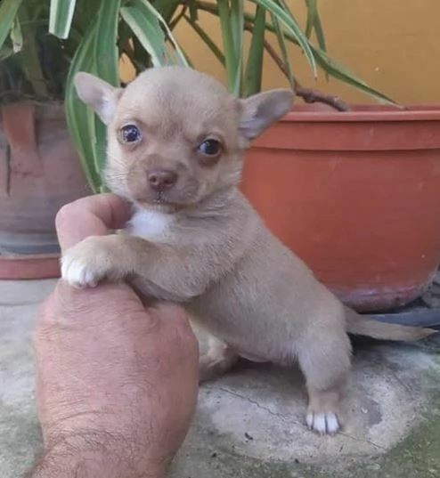 cuccioli di pincher chihuahua