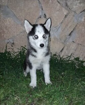 cuccioli di husky siberiano