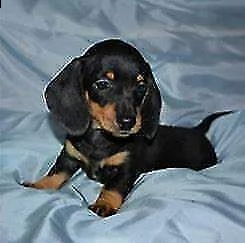 cuccioletti di pincher, di 90 giorni